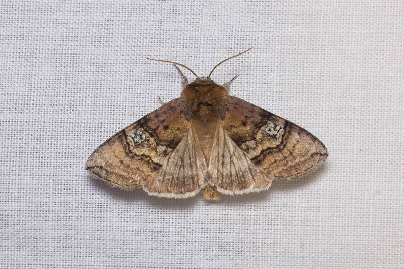 WINTER MOTH (OPEROPHTERA BRUMATA) - Kleine wintervlinder