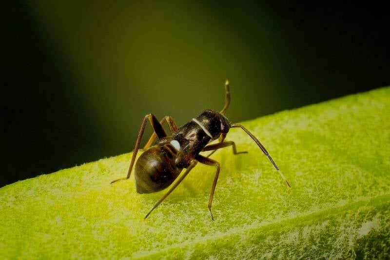 HAWTHORN SHIELD BUG (ACANTHOSOMA HAEMORRHOIDALE) - Meidoornkielwants