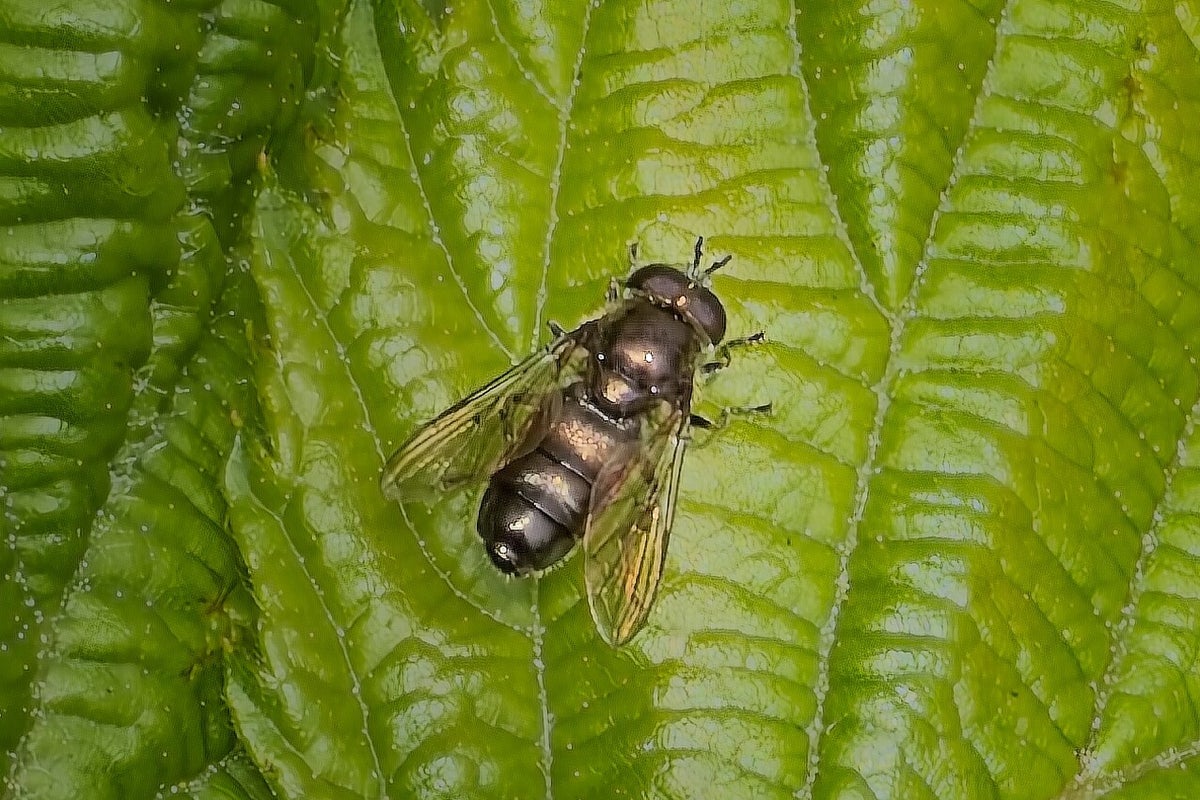 Vliegen Insect Vliegen / Insecten | Natuurfotografie