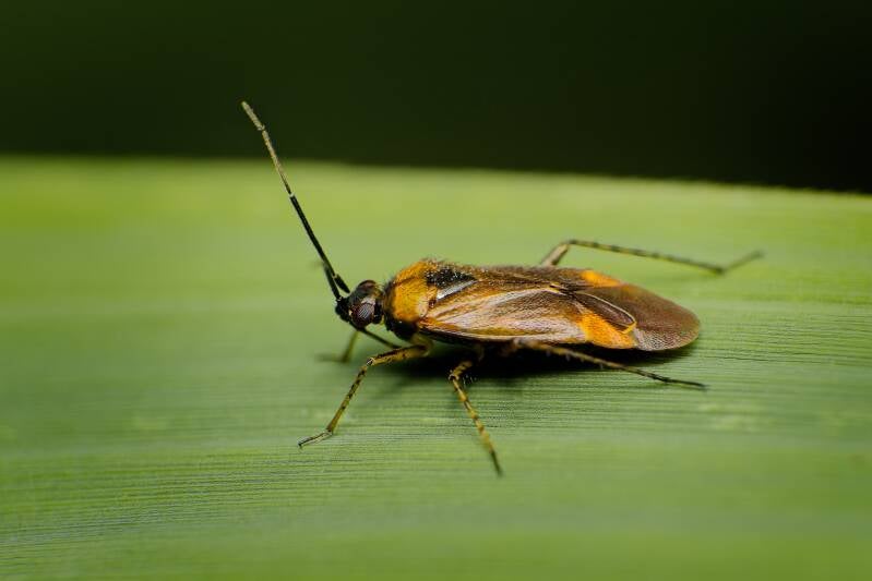 HAWTHORN SHIELD BUG (ACANTHOSOMA HAEMORRHOIDALE) - Meidoornkielwants