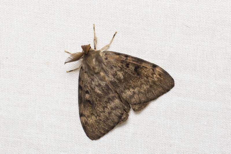 WINTER MOTH (OPEROPHTERA BRUMATA) - Kleine wintervlinder