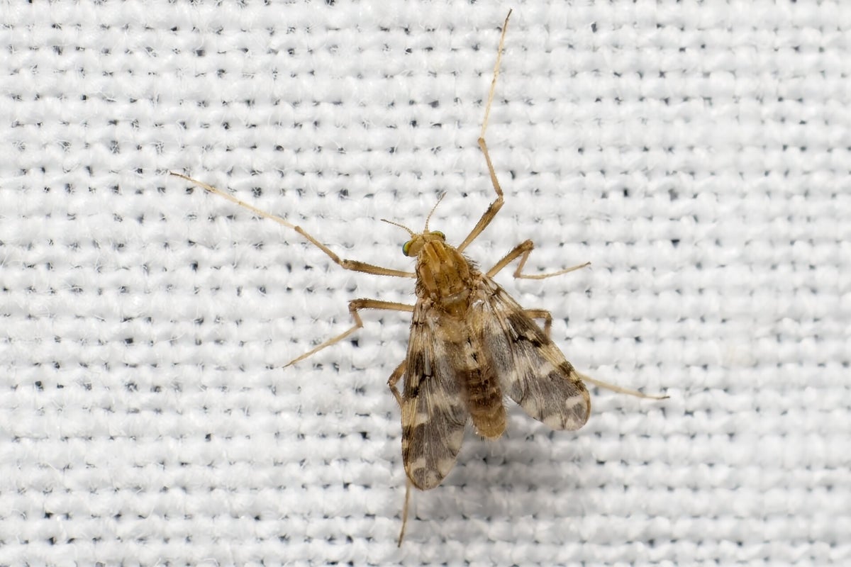 Vliegen / Insecten | Natuurfotografie