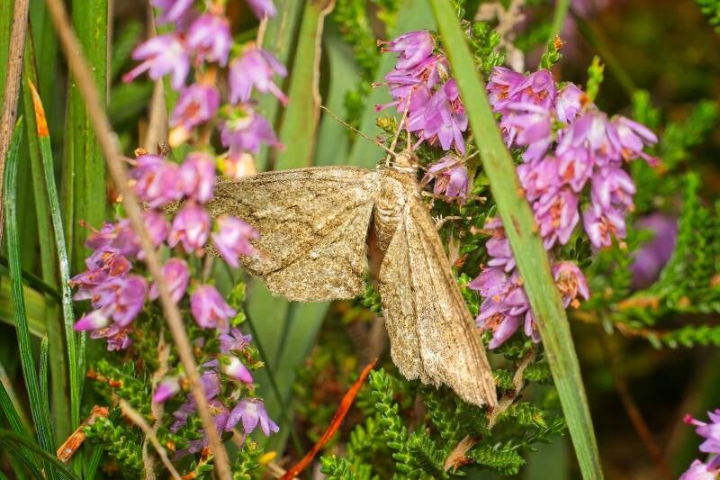 SMALL ENGRAILED (ECTROPIS CREPUSCULARIA) - Gewone Spikkelspanner