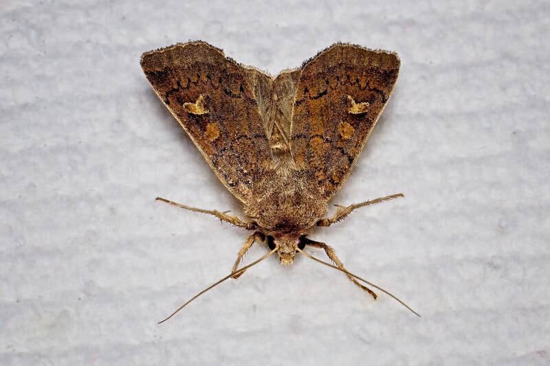 SQUARE-SPOT RUSTIC (XESTIA XANTHOGRAPHA) - Vierkantvlekuil