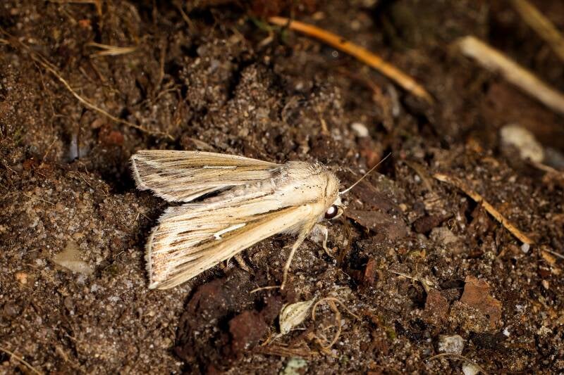 L-ALBUM WAINSCOT (MYTHIMNA L-ALBUM) - Witte L-uil