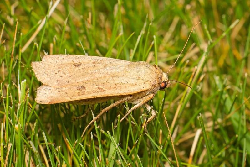 LESSER YELLOW UNDERWING (NOCTUA COMES) - Volgeling