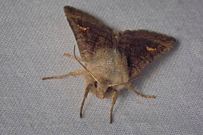 THE SPRAWLER (ASTEROSCOPUS SPHINX) - Kromzitter