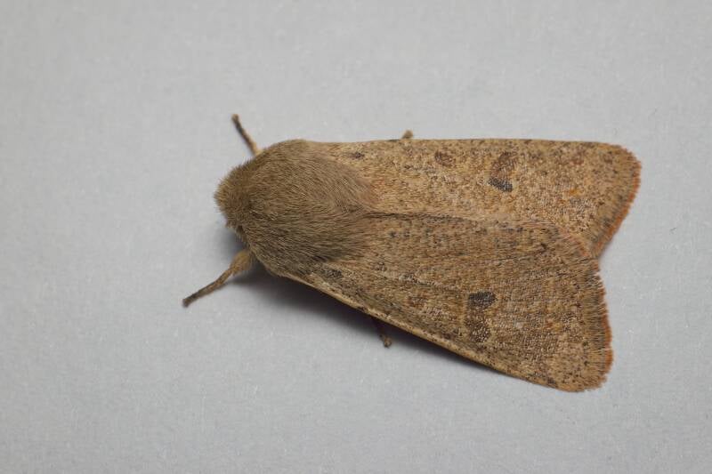 THE SPRAWLER (ASTEROSCOPUS SPHINX) - Kromzitter