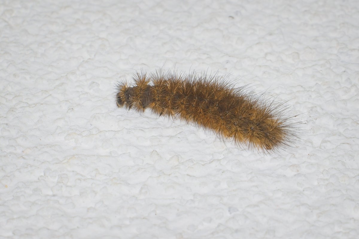 Rupsen / Insecten | Natuurfotografie