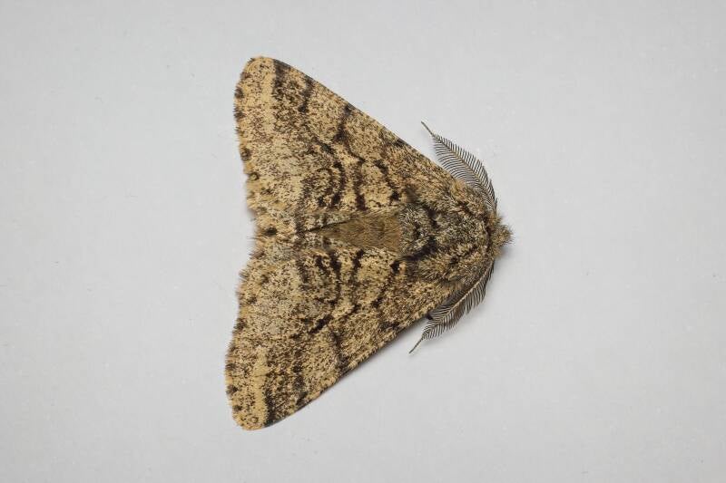 WINTER MOTH (OPEROPHTERA BRUMATA) - Kleine wintervlinder