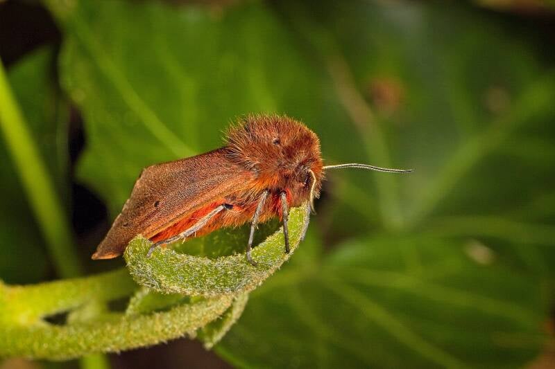 WINTER MOTH (OPEROPHTERA BRUMATA) - Kleine wintervlinder