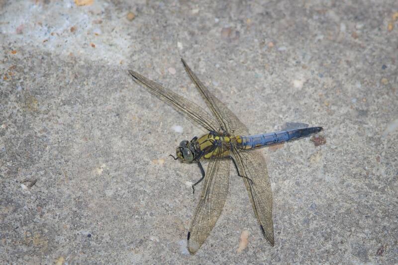 BLACK-TAILED SKIMMER (ORTHETRUM CANCELLATUM) - Gewone oeverlibel