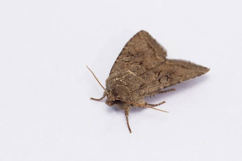 WINTER MOTH (OPEROPHTERA BRUMATA) - Kleine wintervlinder