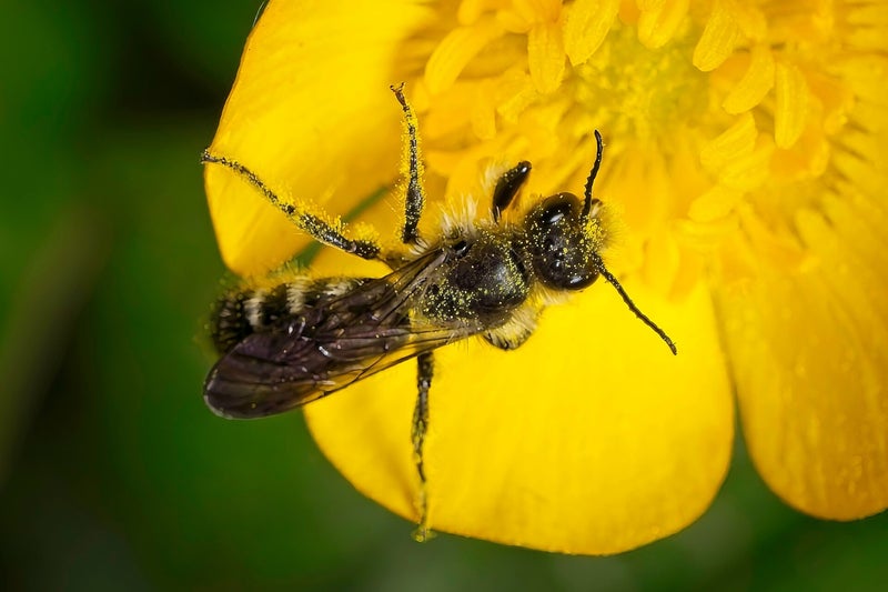 Ophion Obscuratus