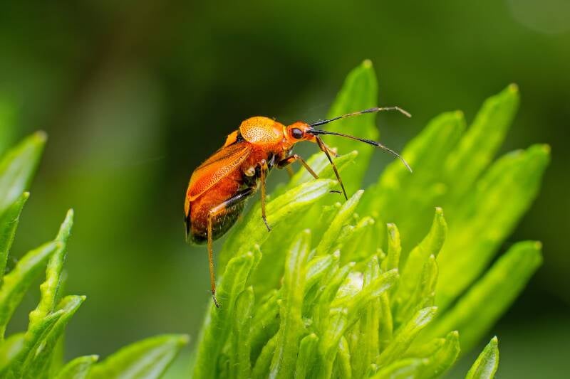 HAWTHORN SHIELD BUG (ACANTHOSOMA HAEMORRHOIDALE) - Meidoornkielwants