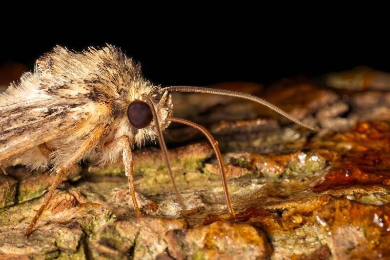 WINTER MOTH (OPEROPHTERA BRUMATA) - Kleine wintervlinder