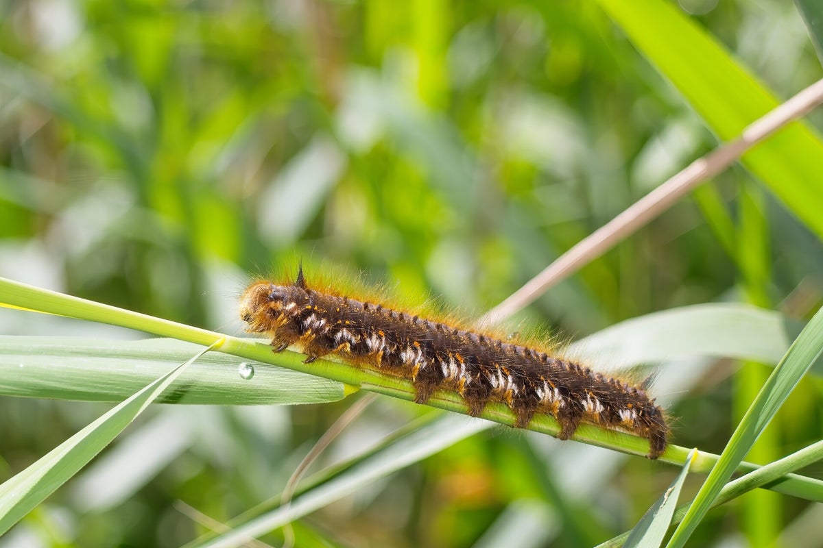Rupsen / Insecten | Natuurfotografie