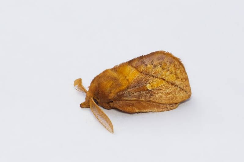 WINTER MOTH (OPEROPHTERA BRUMATA) - Kleine wintervlinder