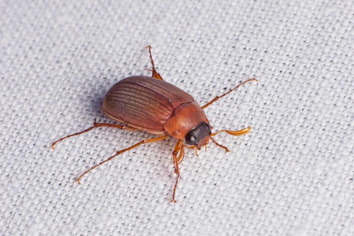 Kevers / Insecten | Natuurfotografie
