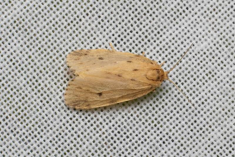 WINTER MOTH (OPEROPHTERA BRUMATA) - Kleine wintervlinder