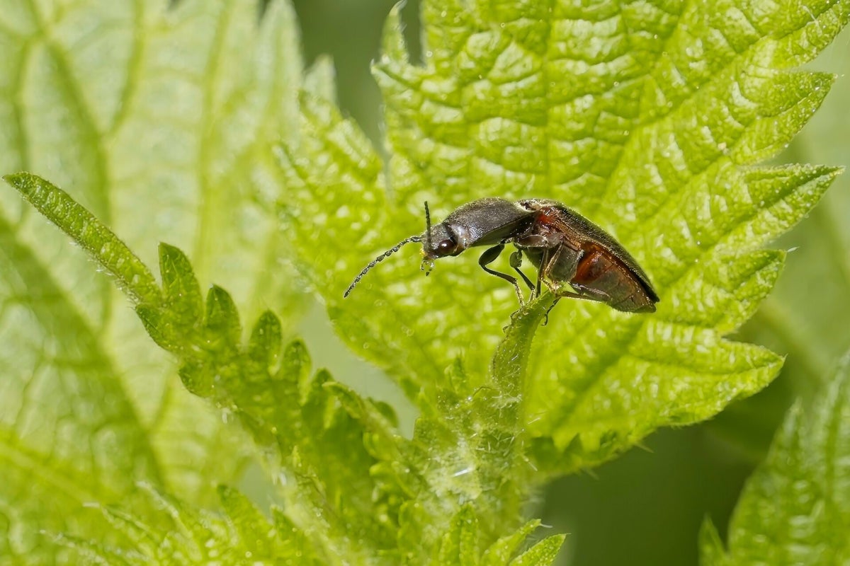 Kevers / Insecten | Natuurfotografie