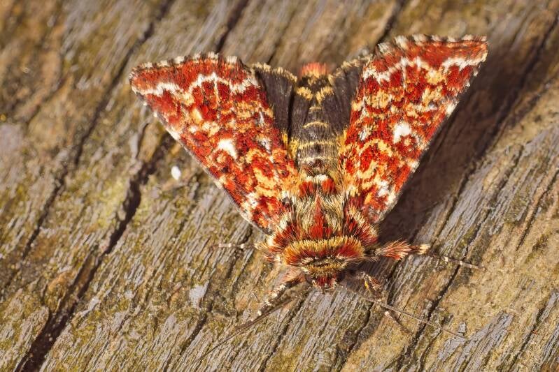 WINTER MOTH (OPEROPHTERA BRUMATA) - Kleine wintervlinder