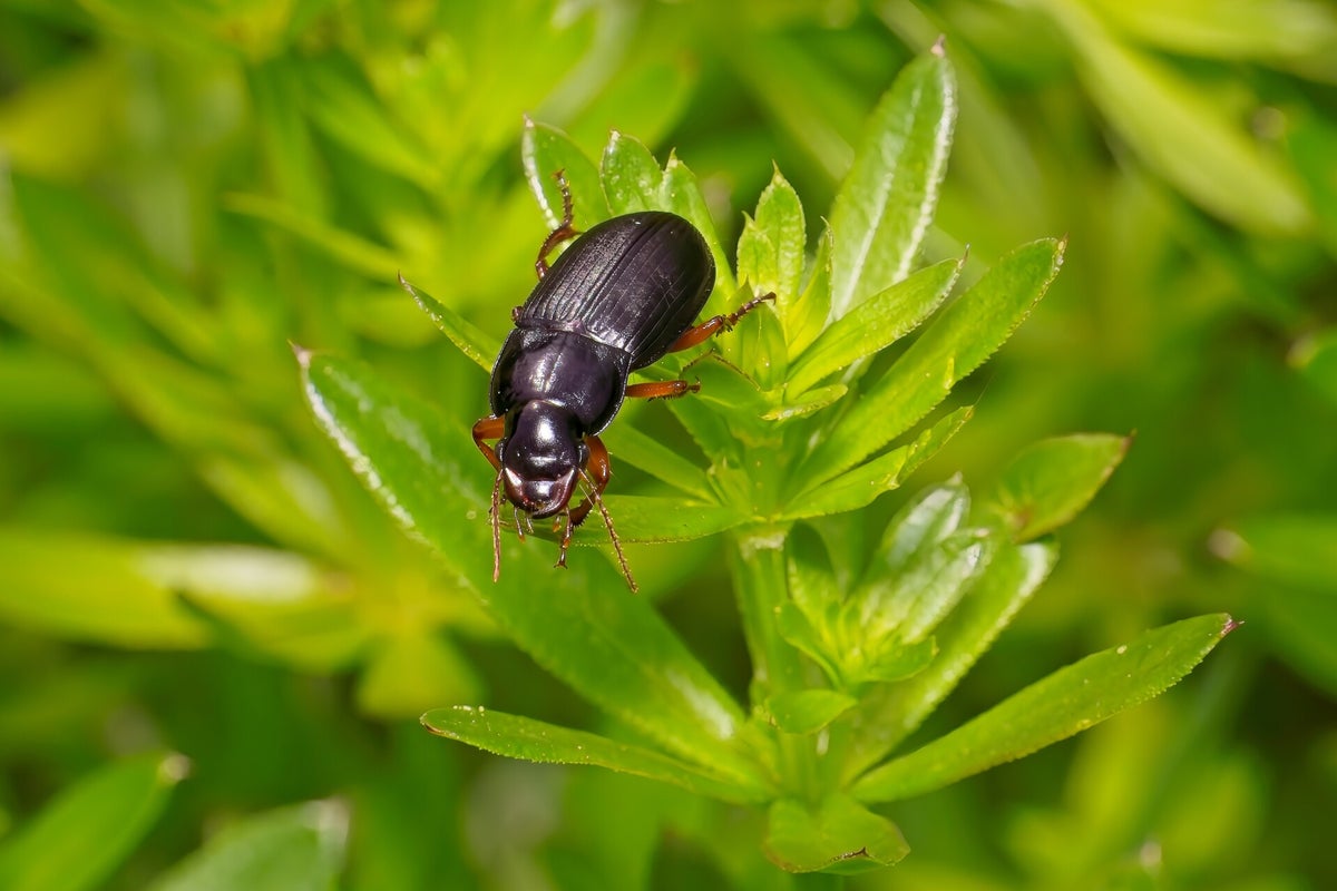 Kevers / Insecten | Natuurfotografie