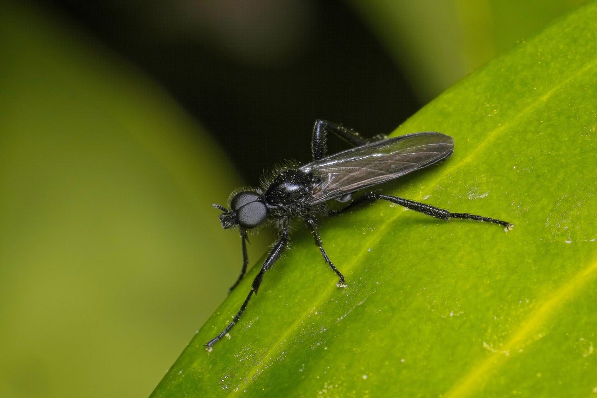 Vliegen Insect Vliegen / Insecten | Natuurfotografie