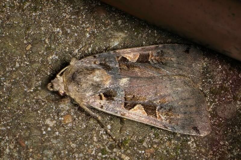 SETACEOUS HEBREW CHARACTER (XESTIA C-NIGRUM) - Zwarte C-uil