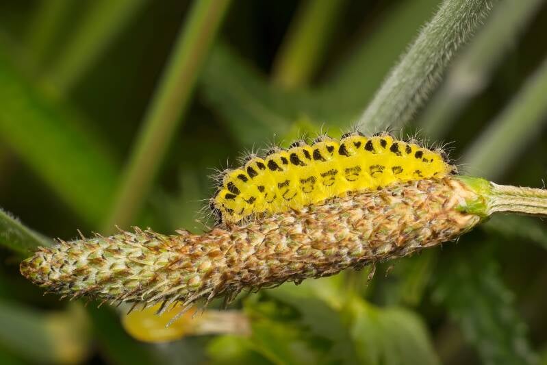 MAP (ARASCHNIA LEVANA) - Landkaartje