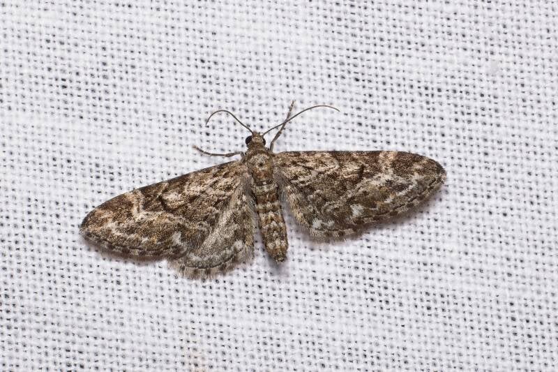 WINTER MOTH (OPEROPHTERA BRUMATA) - Kleine wintervlinder
