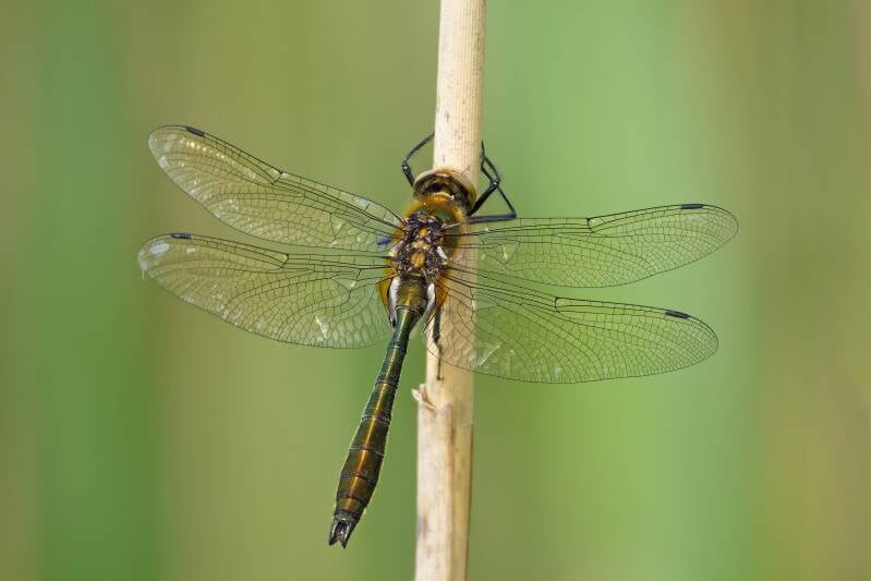COMMON WINTER DAMSEL (SYMPECMA FUSCA) - Bruine winterjuffer
