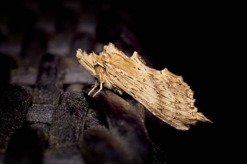 WINTER MOTH (OPEROPHTERA BRUMATA) - Kleine wintervlinder