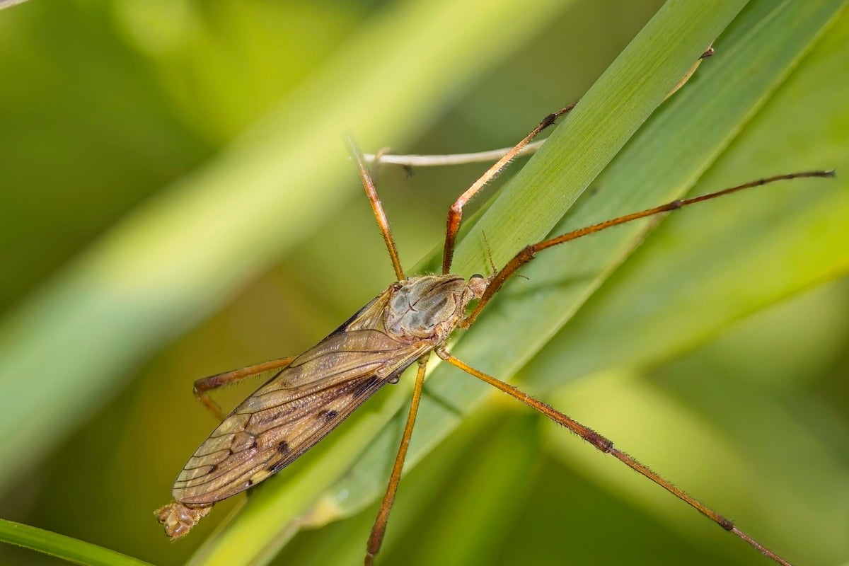 Vliegen Insect Vliegen / Insecten | Natuurfotografie