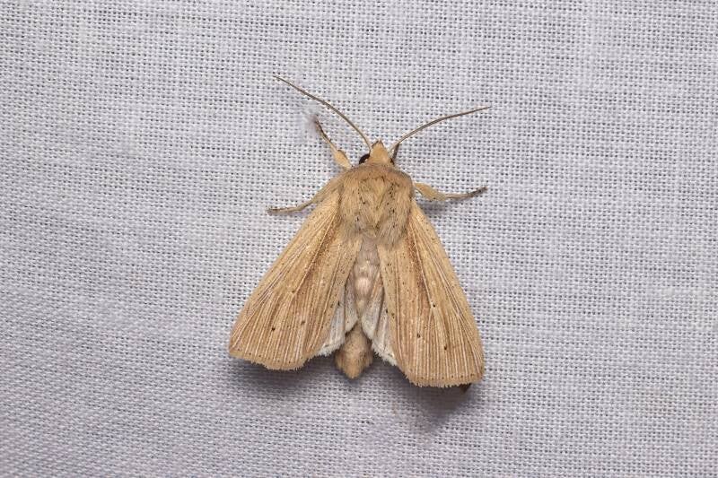 WINTER MOTH (OPEROPHTERA BRUMATA) - Kleine wintervlinder