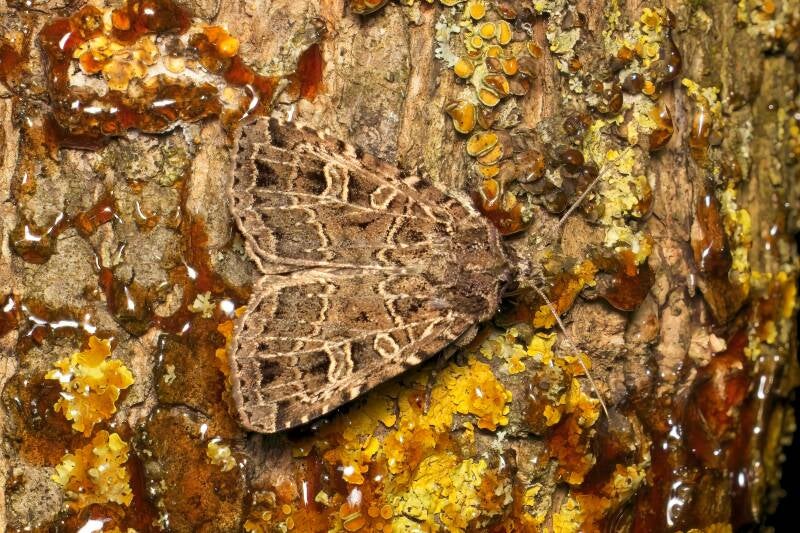 WINTER MOTH (OPEROPHTERA BRUMATA) - Kleine wintervlinder