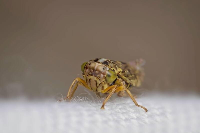 HAWTHORN SHIELD BUG (ACANTHOSOMA HAEMORRHOIDALE) - Meidoornkielwants