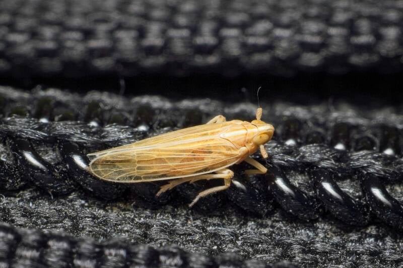 HAWTHORN SHIELD BUG (ACANTHOSOMA HAEMORRHOIDALE) - Meidoornkielwants