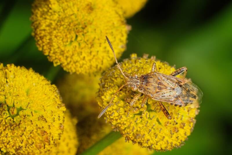 HAWTHORN SHIELD BUG (ACANTHOSOMA HAEMORRHOIDALE) - Meidoornkielwants