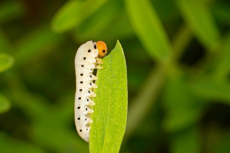 Ophion Obscuratus