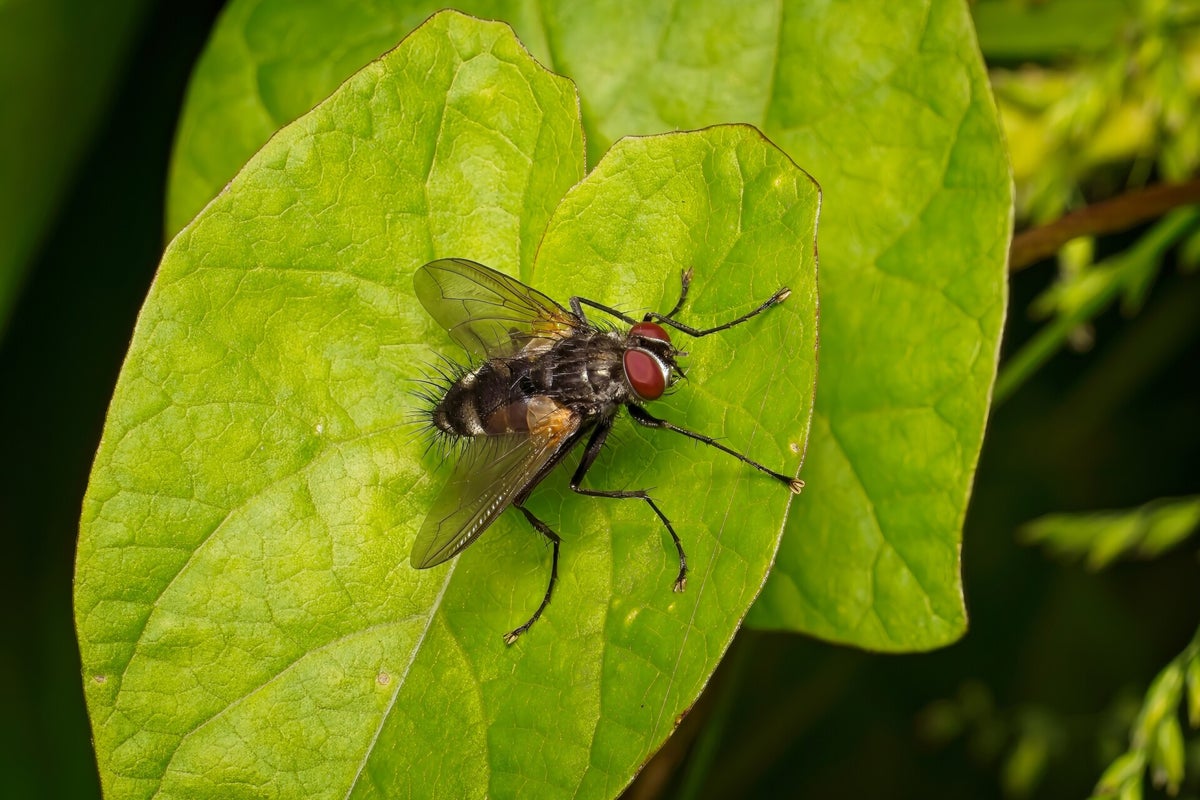 Vliegen / Insecten | Natuurfotografie