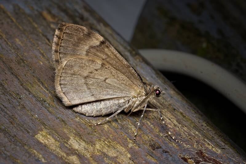 THERA BRITANNICA/VARIATA - Schijnsparspanner / Sparspanner