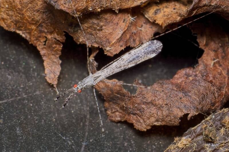 HAWTHORN SHIELD BUG (ACANTHOSOMA HAEMORRHOIDALE) - Meidoornkielwants