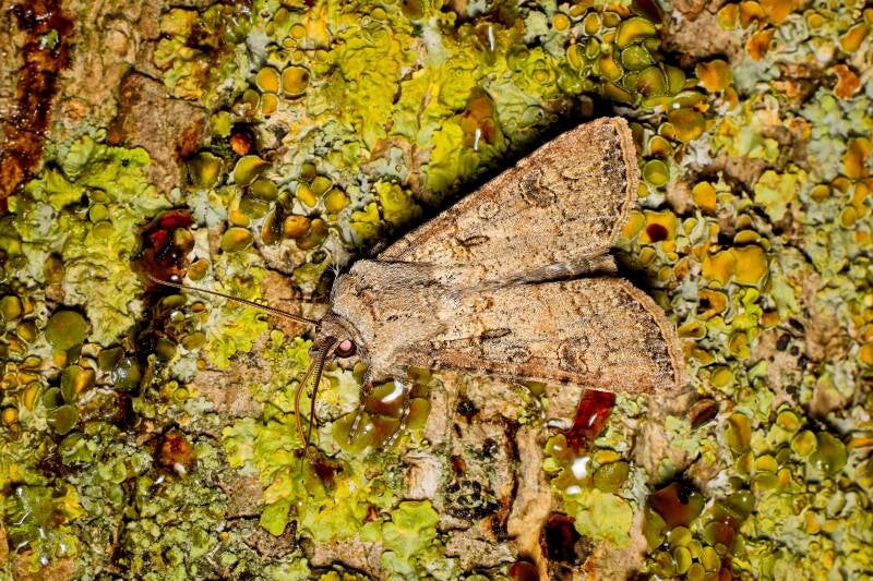 TURNIP MOTH (AGROTIS SEGETUM) - Gewone Velduil
