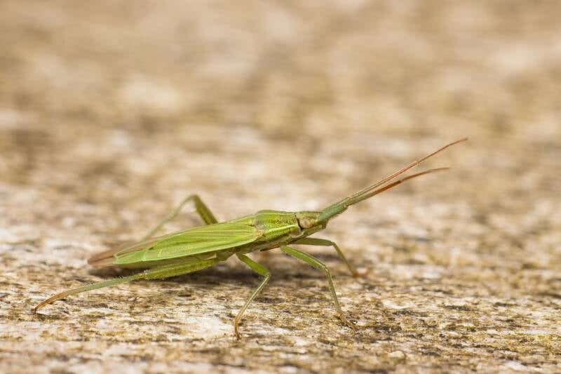 HAWTHORN SHIELD BUG (ACANTHOSOMA HAEMORRHOIDALE) - Meidoornkielwants