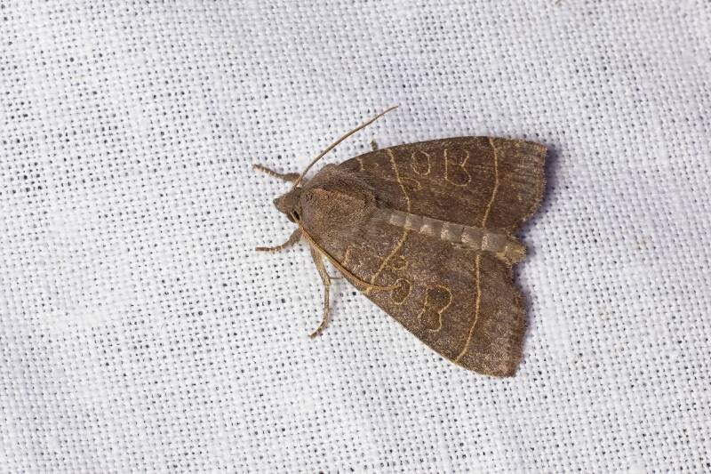 WINTER MOTH (OPEROPHTERA BRUMATA) - Kleine wintervlinder