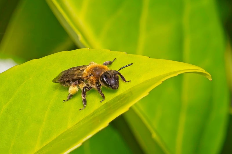 Ophion Obscuratus