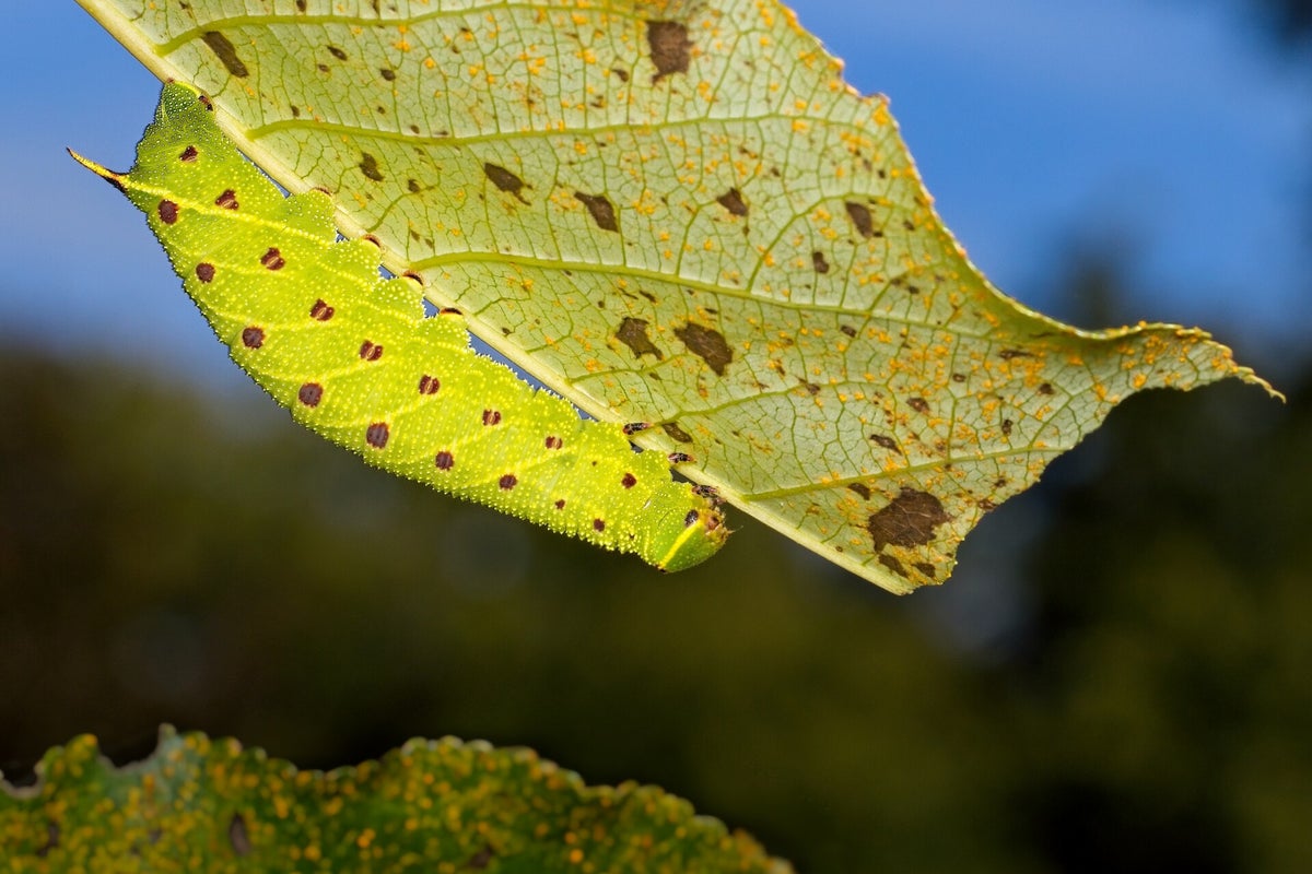 Rupsen / Insecten | Natuurfotografie