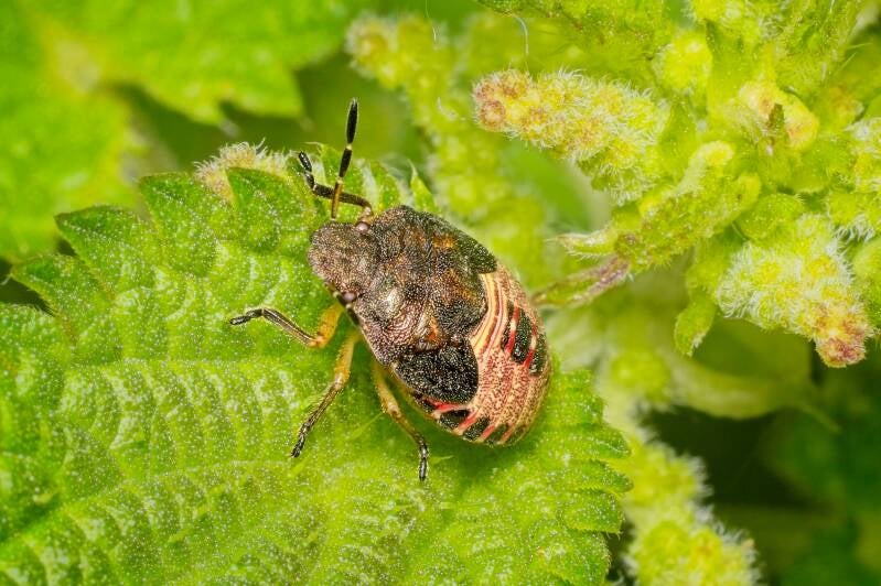 HAWTHORN SHIELD BUG (ACANTHOSOMA HAEMORRHOIDALE) - Meidoornkielwants