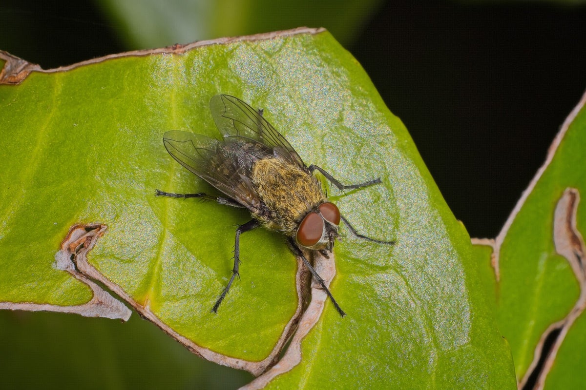 Vliegen / Insecten | Natuurfotografie